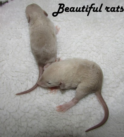 Dole golden siamese, nahoře BES :) věk 14 dní